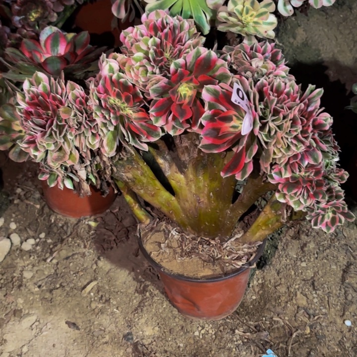 023妖月多肉植物不售后