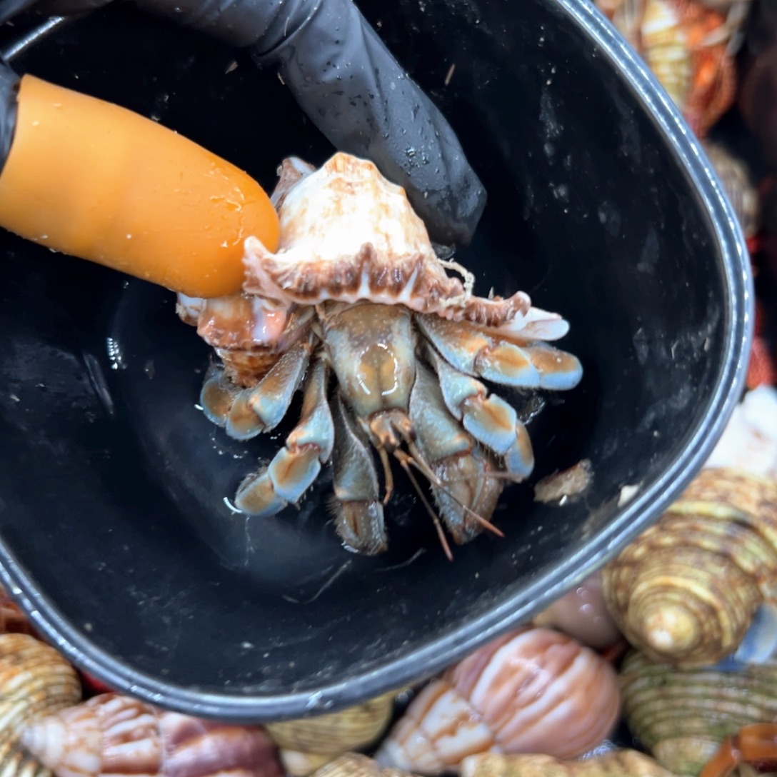 2.8口酱油色+青色异色紫陆磨尖