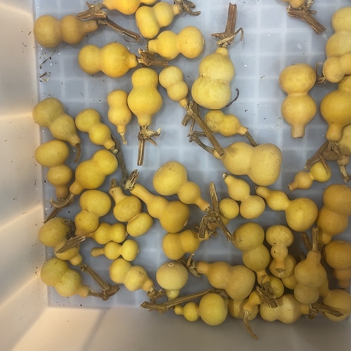 我**梅葫芦葫芦葫芦葫芦葫芦葫芦