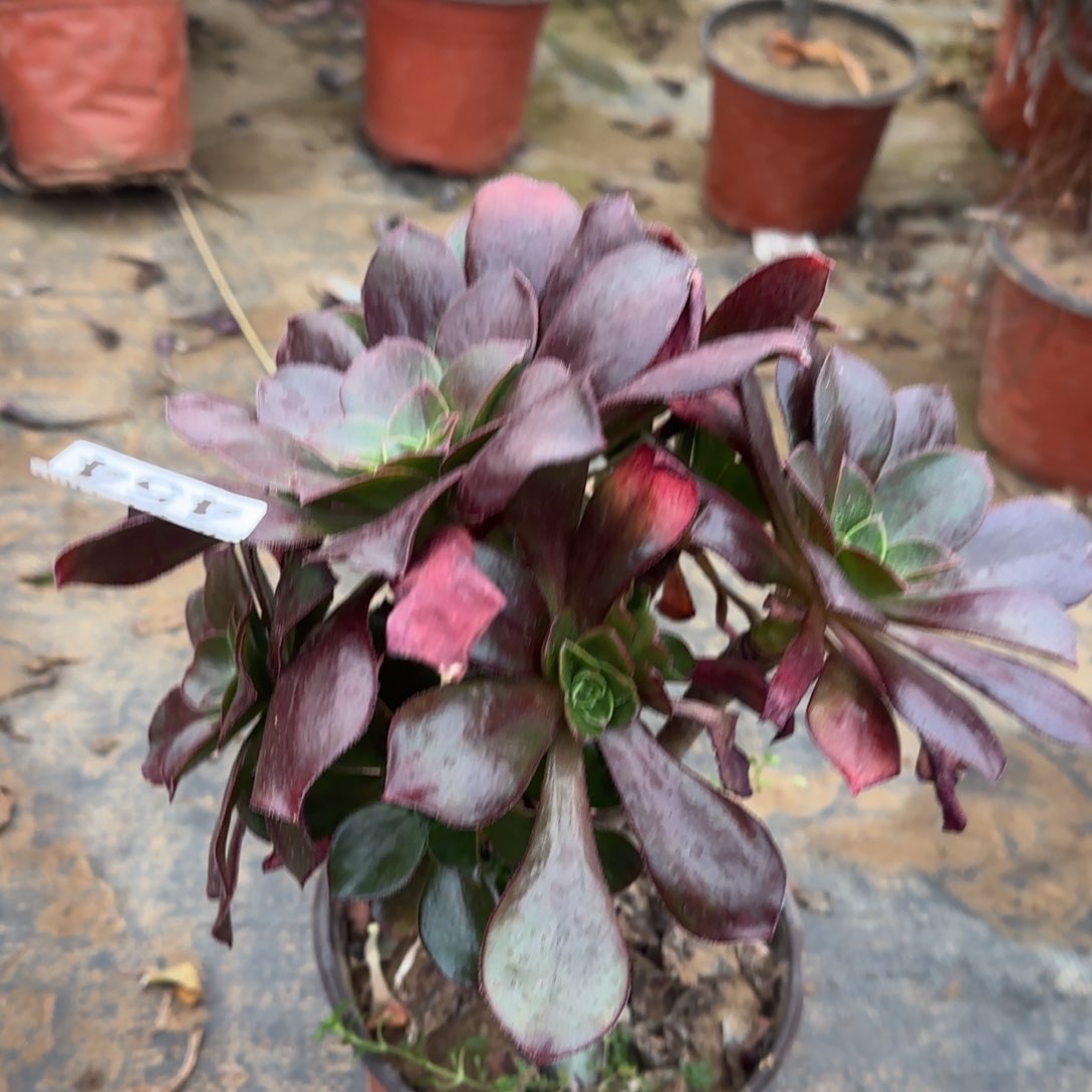 冰武士多肉454满28包邮断枝不包