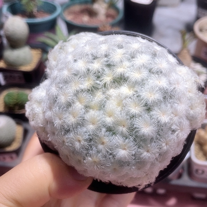 153实生佛头白星仙人球