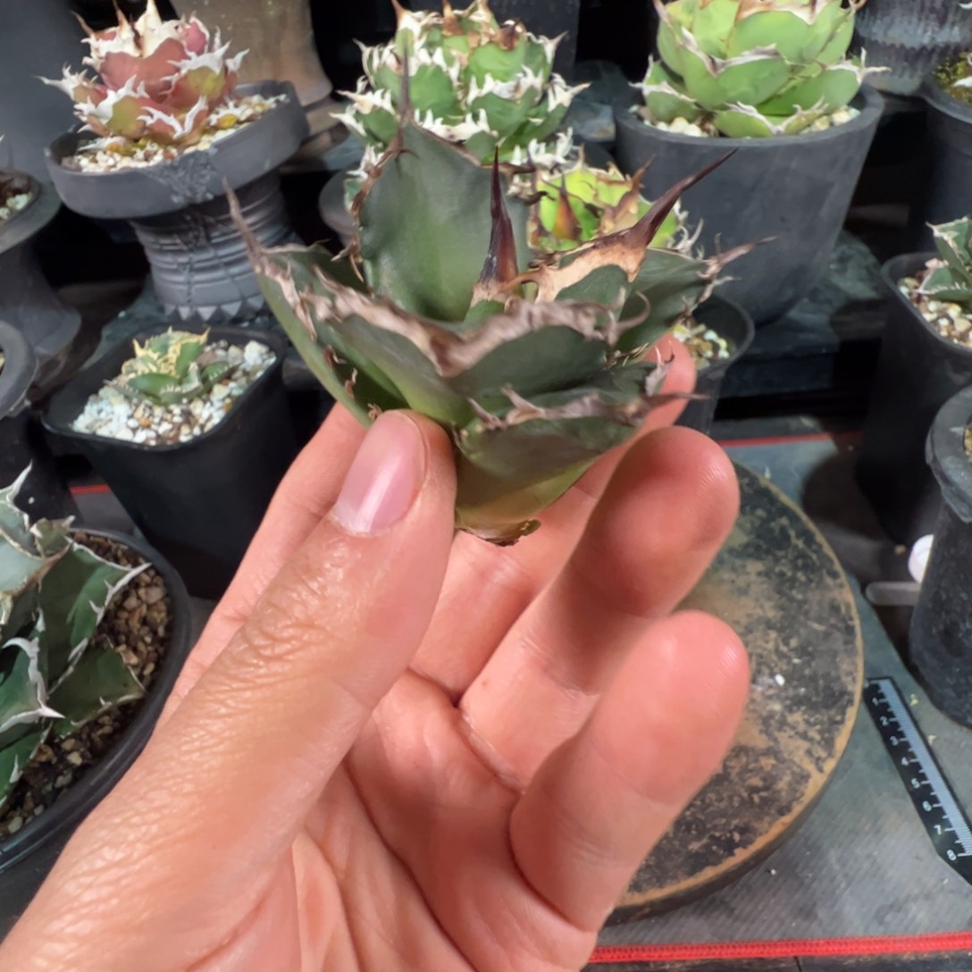 金大大大大大大芽子