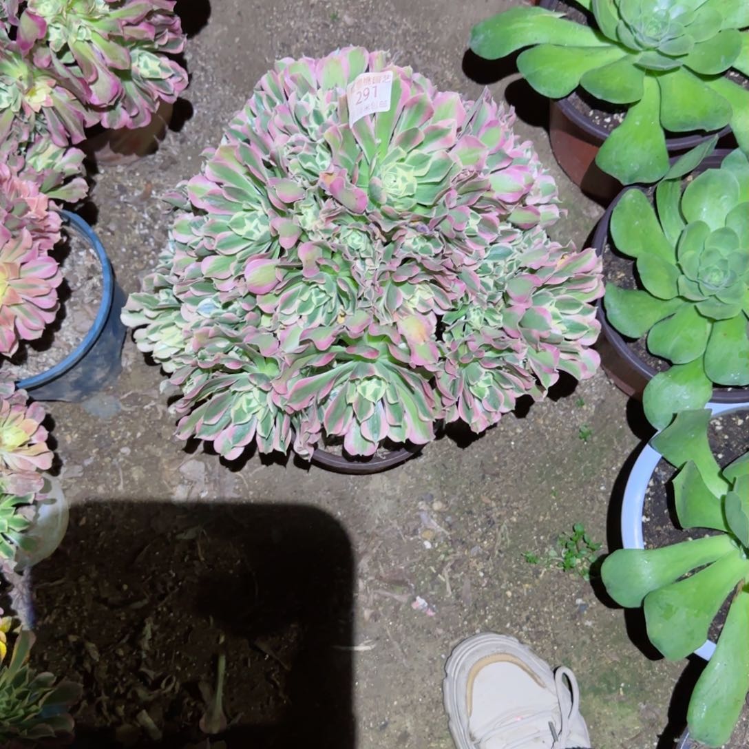 白凤法师多肉291