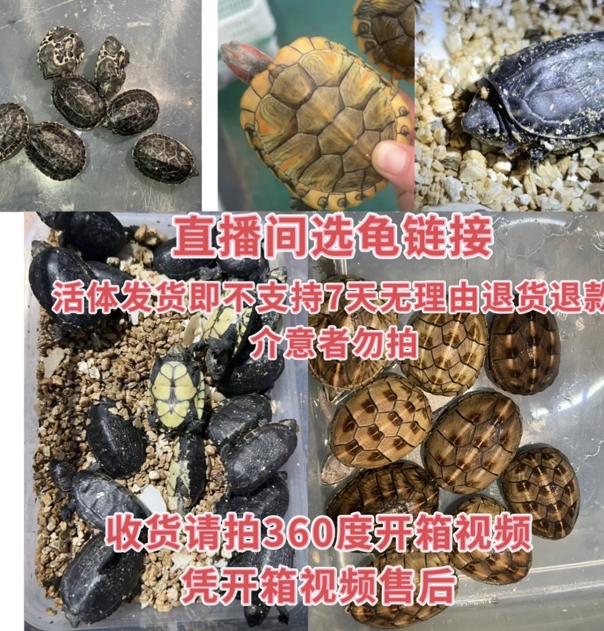 直播间下单链接 蛋龟巴西小乌龟佛鳄龟冷水龟
