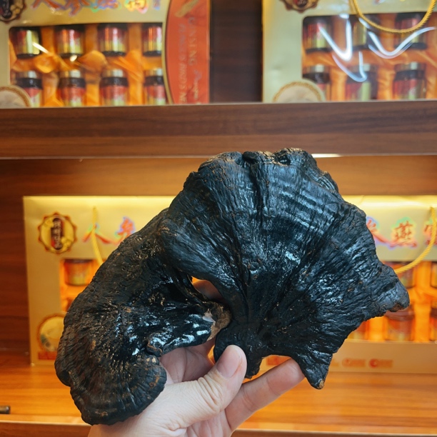 高山黑灵芝煲汤煮水1斤装