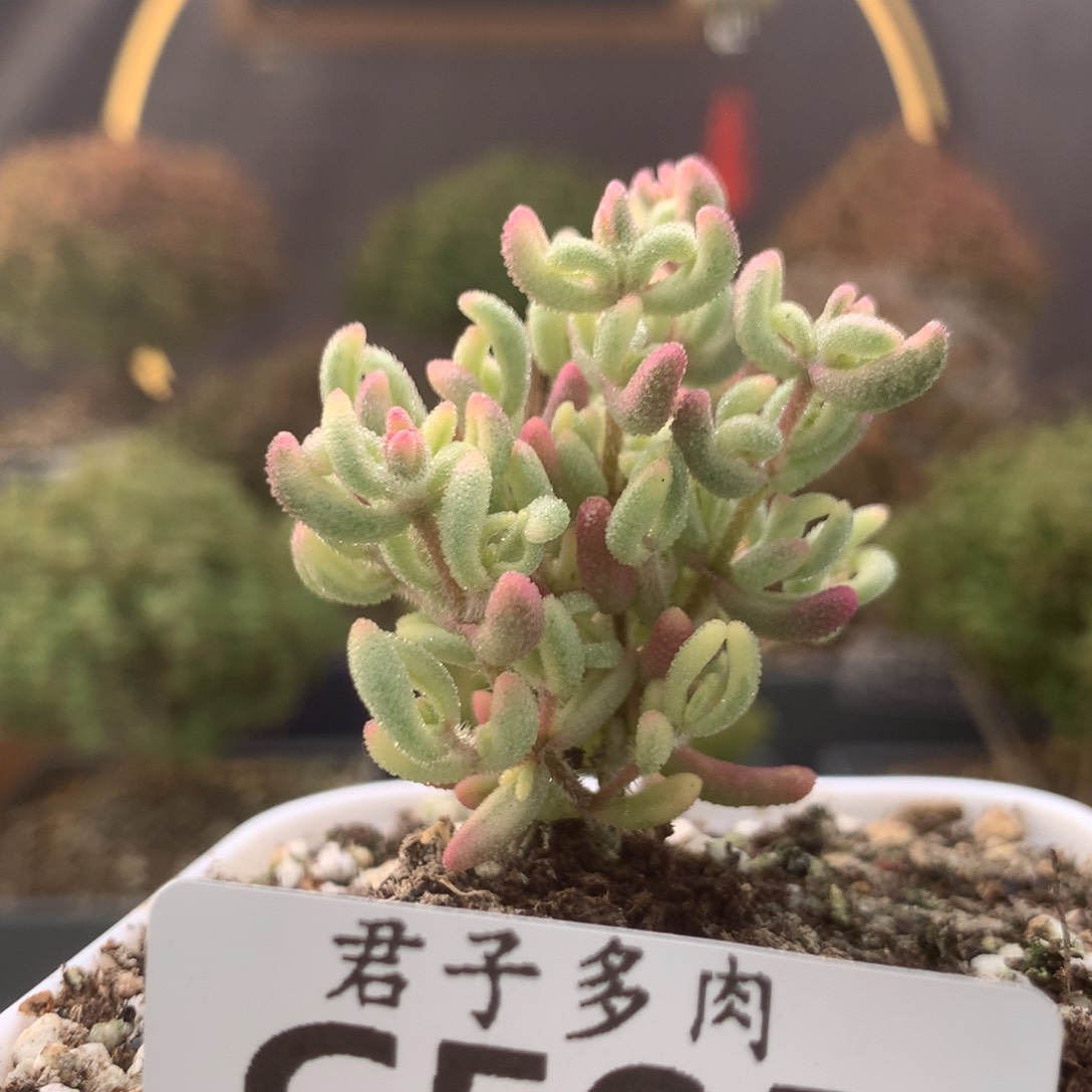 c505红宝石锦枝干番杏