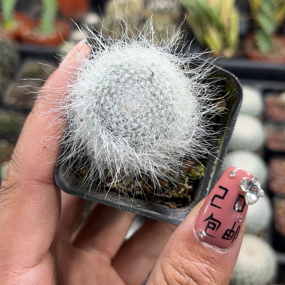 雪猿单头发货单头发