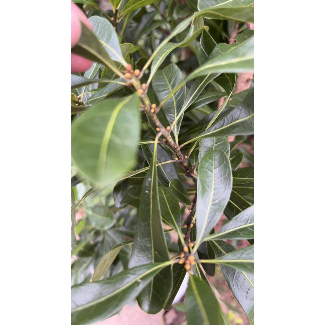 三年杨梅树，一树一拍