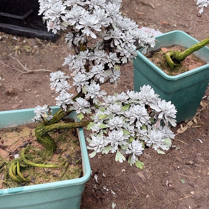 ****九无花朵带土球发货