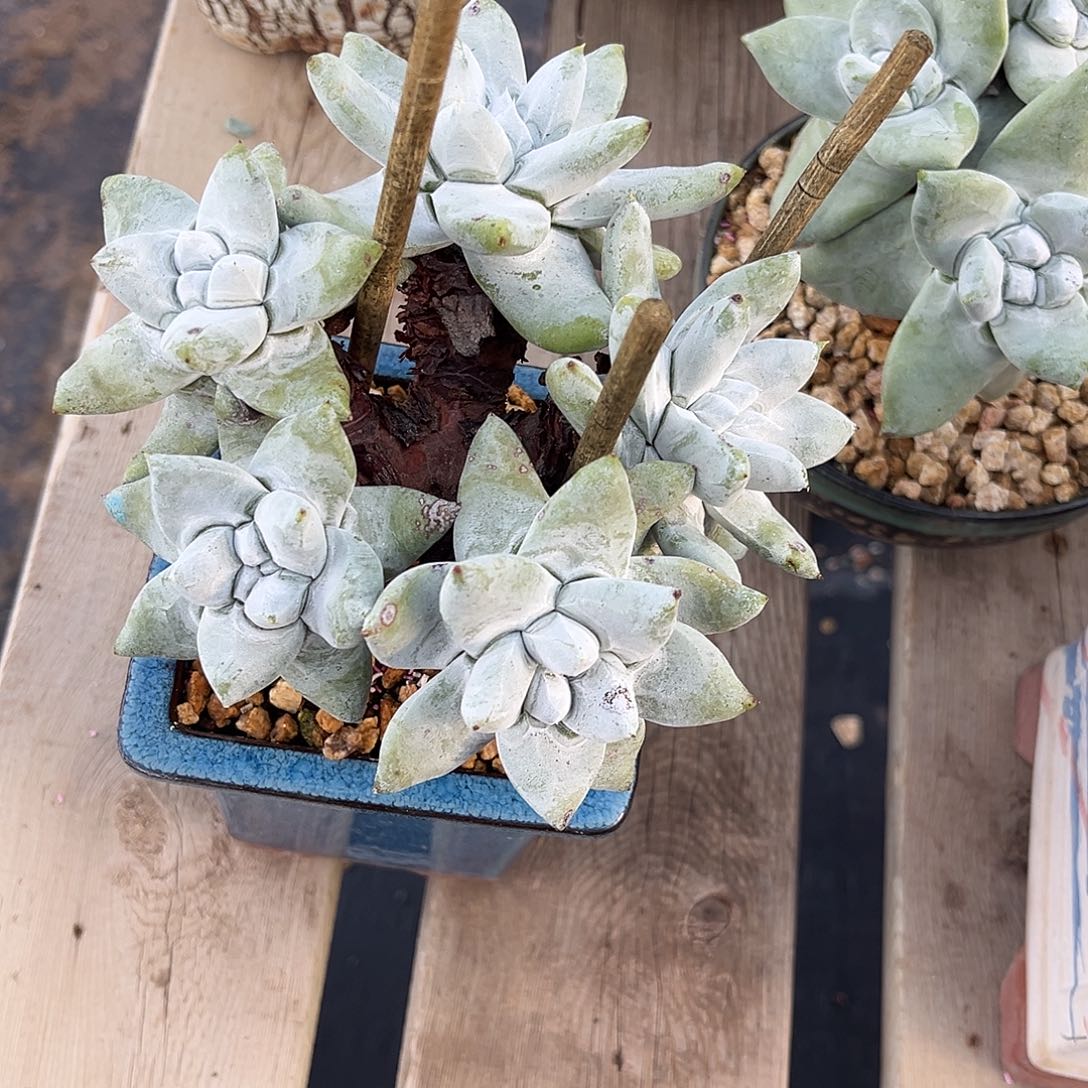 小鹿多肉一物一拍