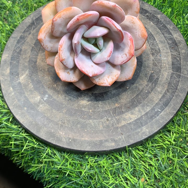 奶茶老庄多肉发货