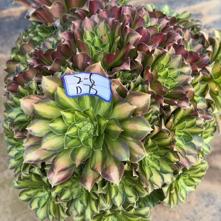 韶华多肉断枝不包75