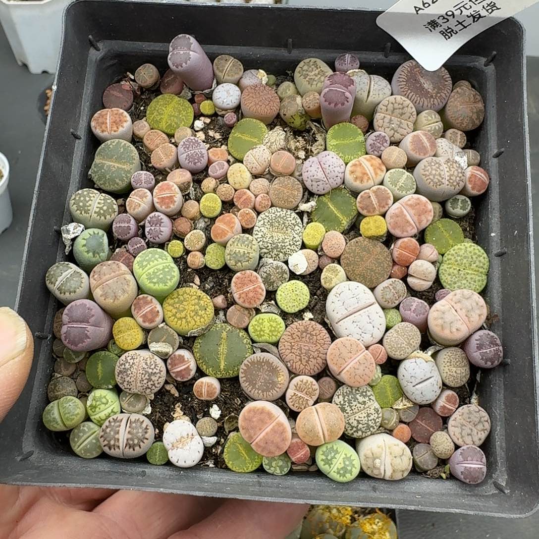 最***煲620多肉哈哈哈哈哈哈哈