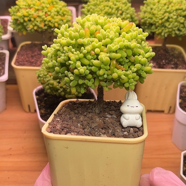 无花朵507金桔糖球