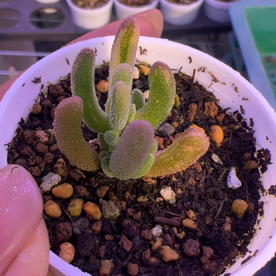 *****多肉植物枝干钻石黄锦阴阳拉丝锦