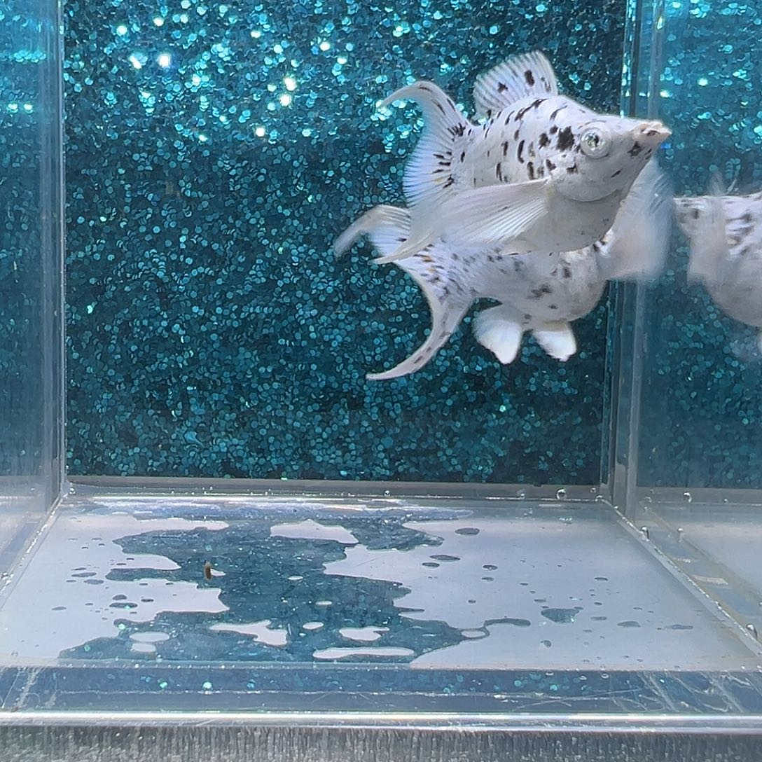 孔雀鱼奶牛玛丽一对008