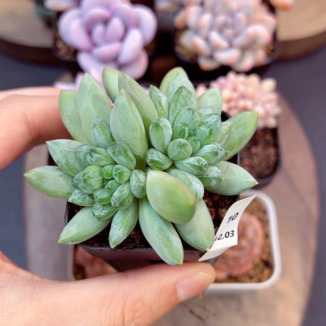 好好看10、哈哈哈哈哈