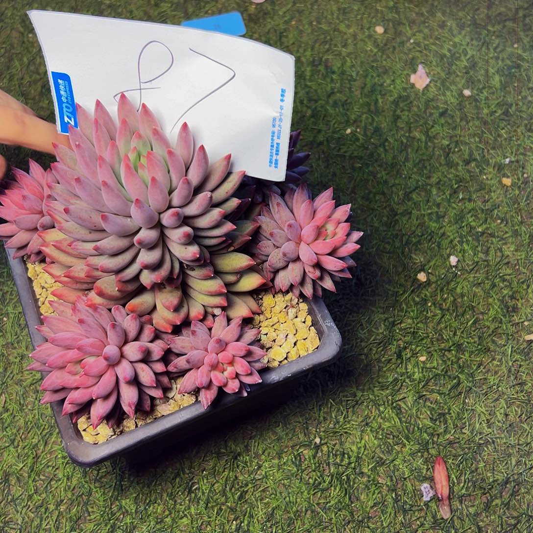 懒***287号一物一拍脱土包邮