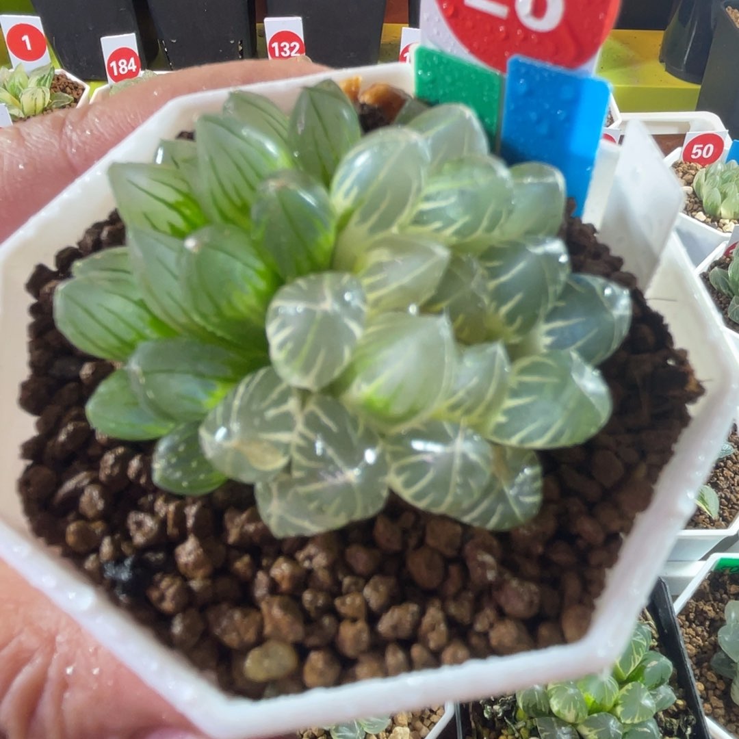 双头玫瑰金玉露锦多肉