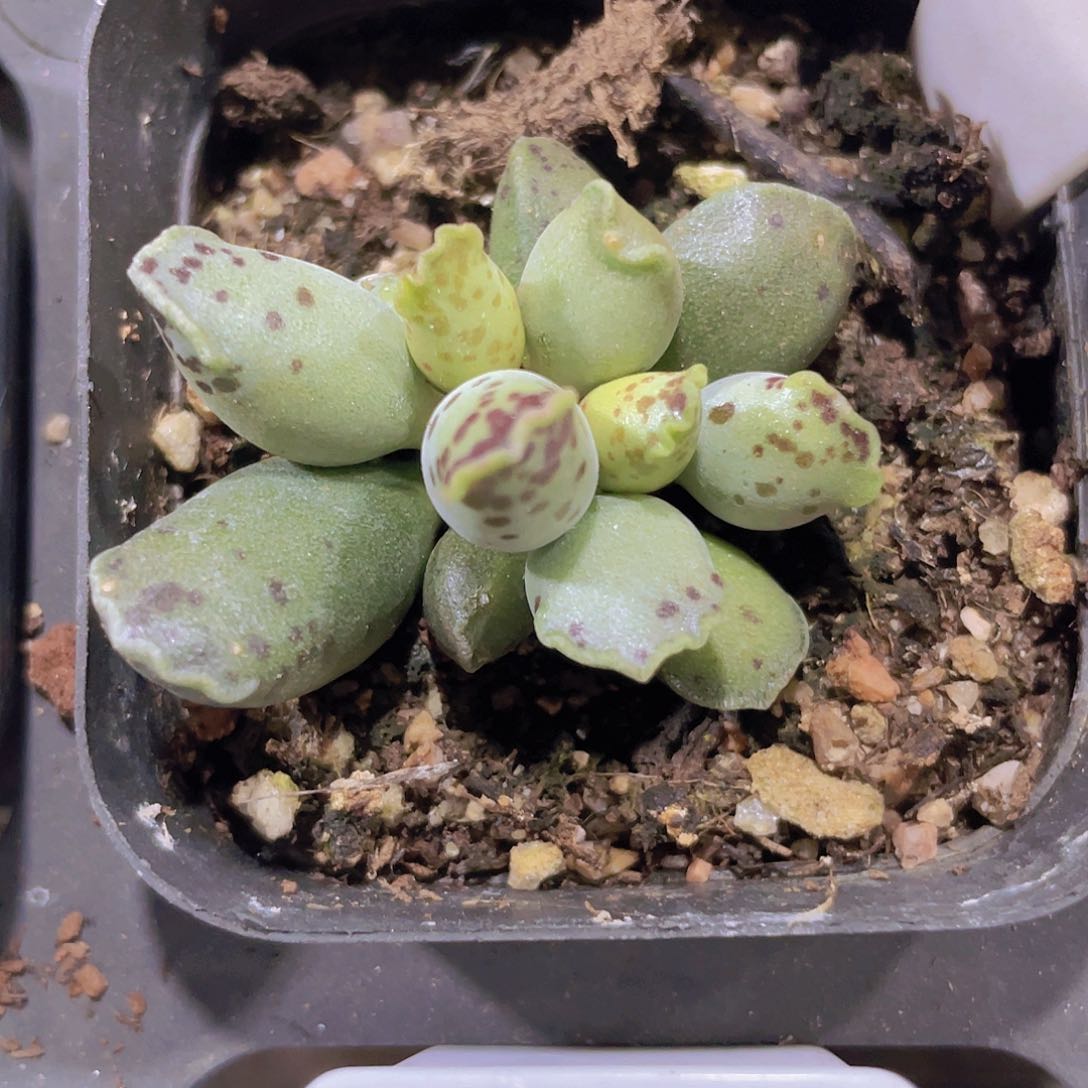 海豹a082一物一拍