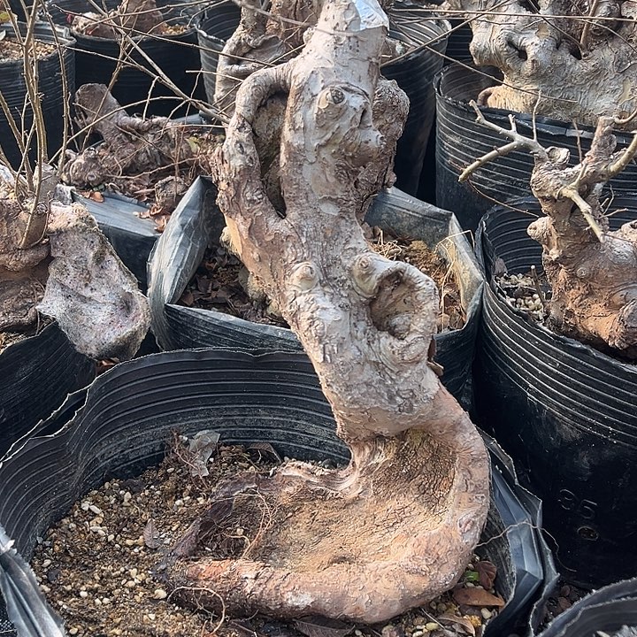 无花朵细叶榔榆细叶榔榆