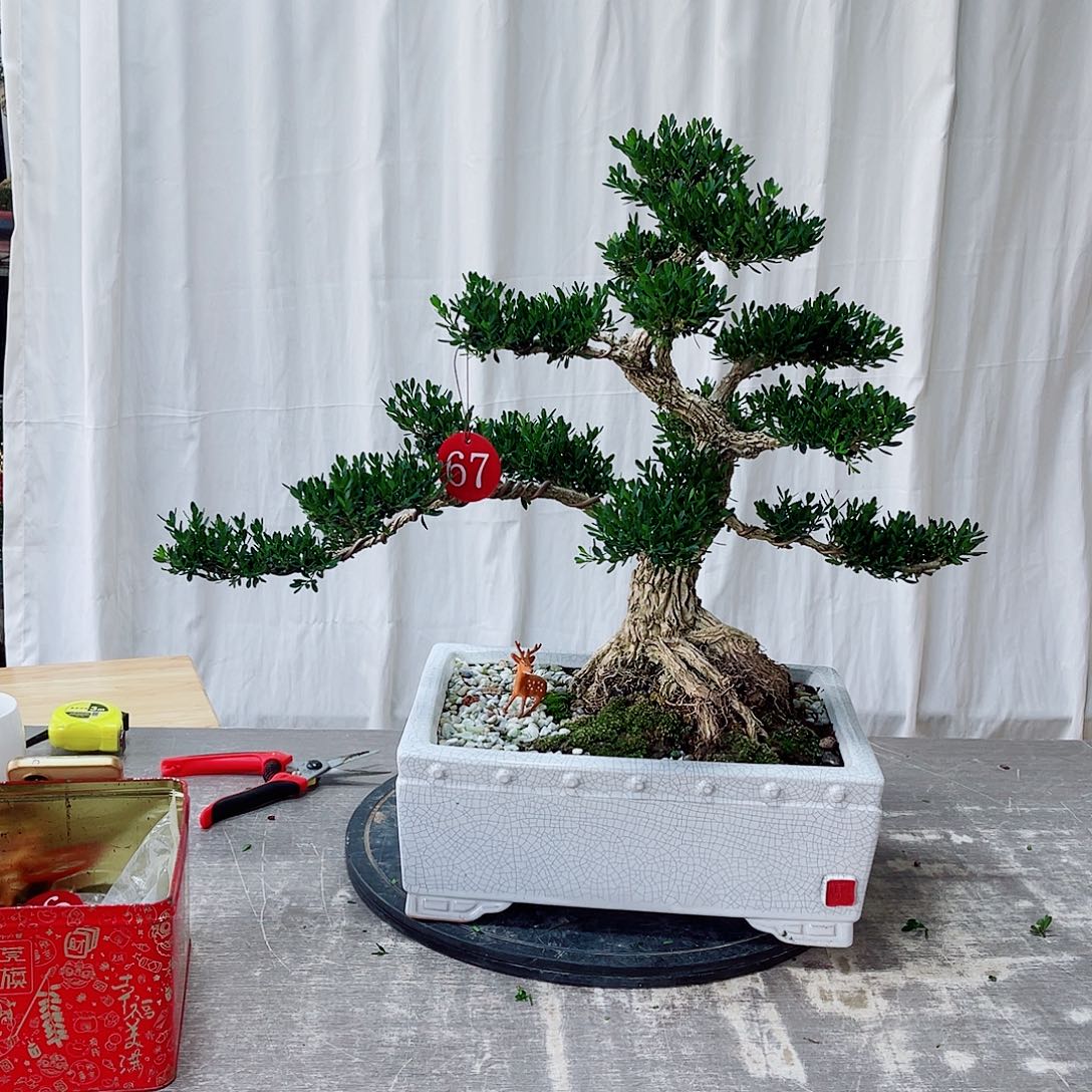 广东雀舌皱皮黄杨盆景