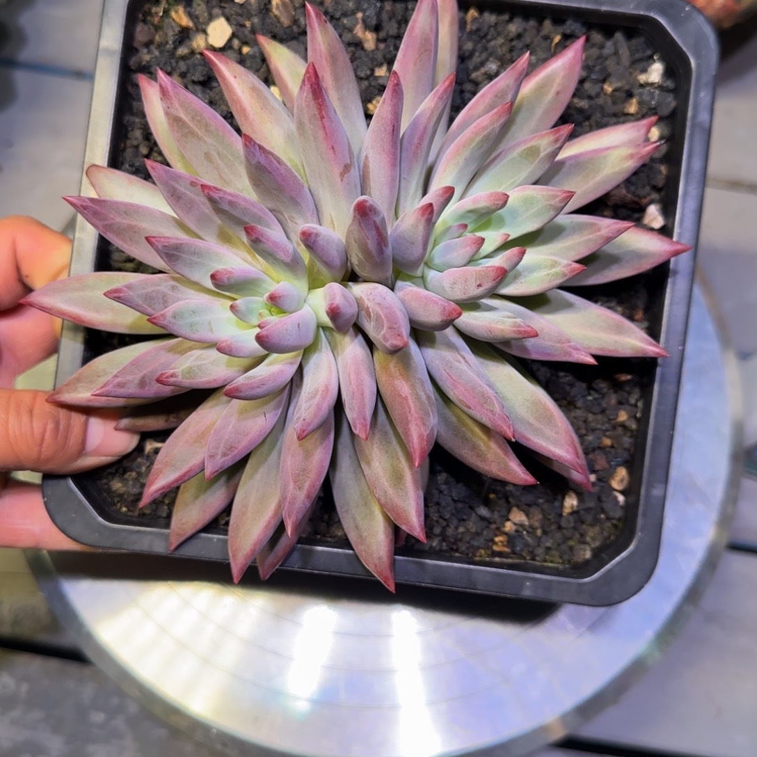 无花朵虞美人多肉植物一物