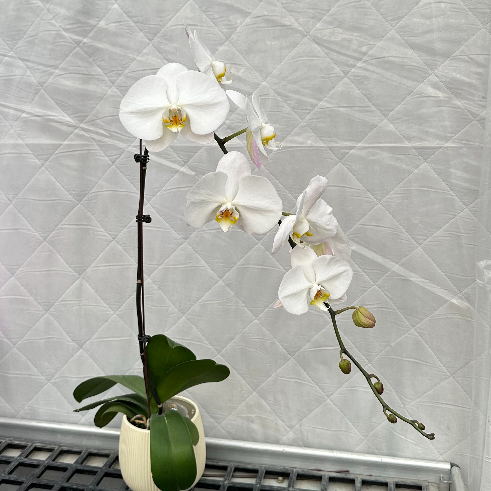 【V3大白】白色系蝴蝶兰 大花 3.0-3.5杯