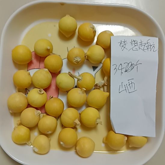 大叶紫檀（黑酸枝木类）