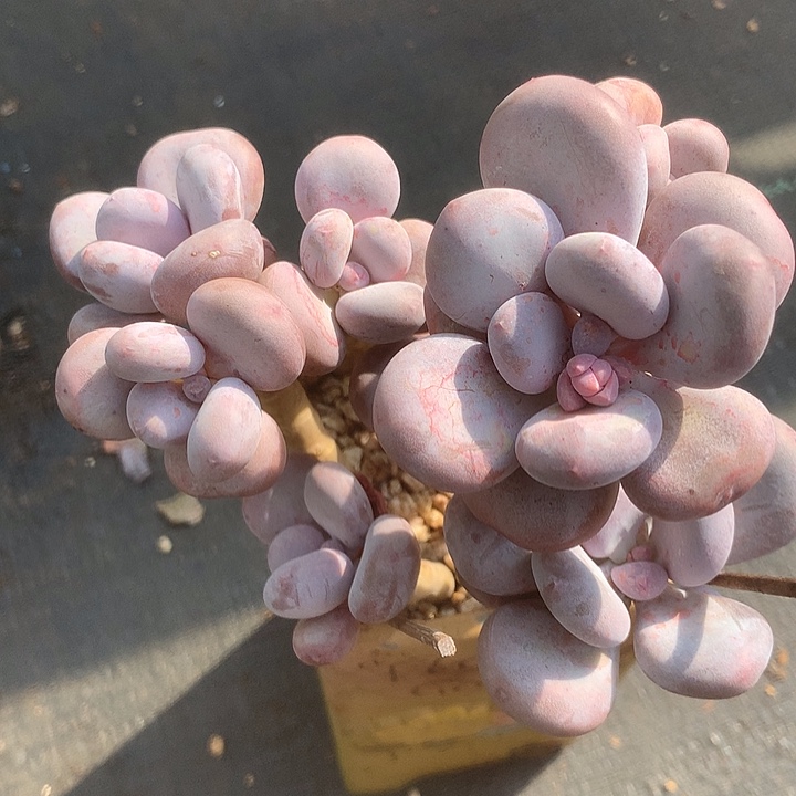 鲸***王兔斯拉夫我饿哦哦哭我