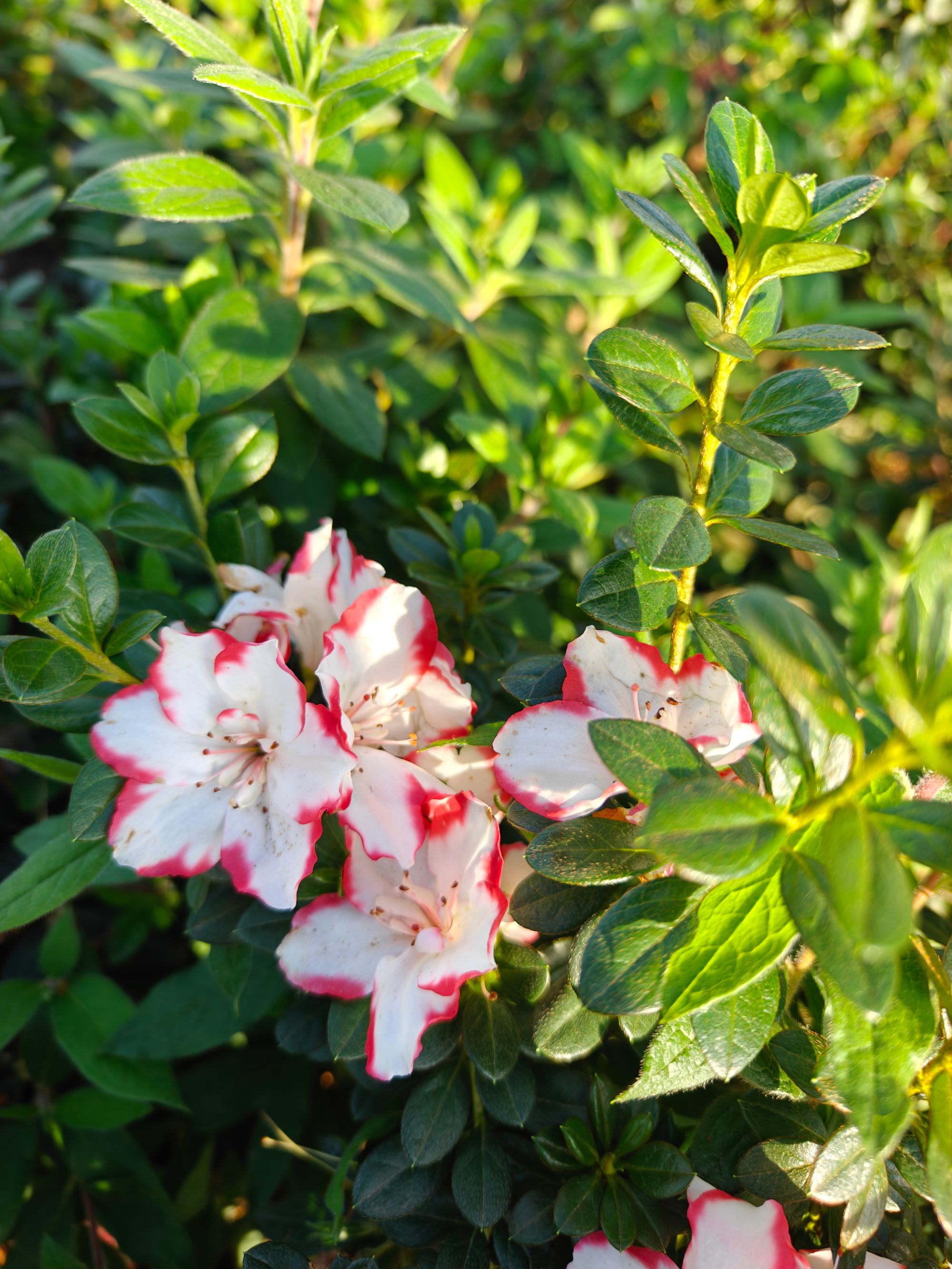 皋月杜鹃盆景素材