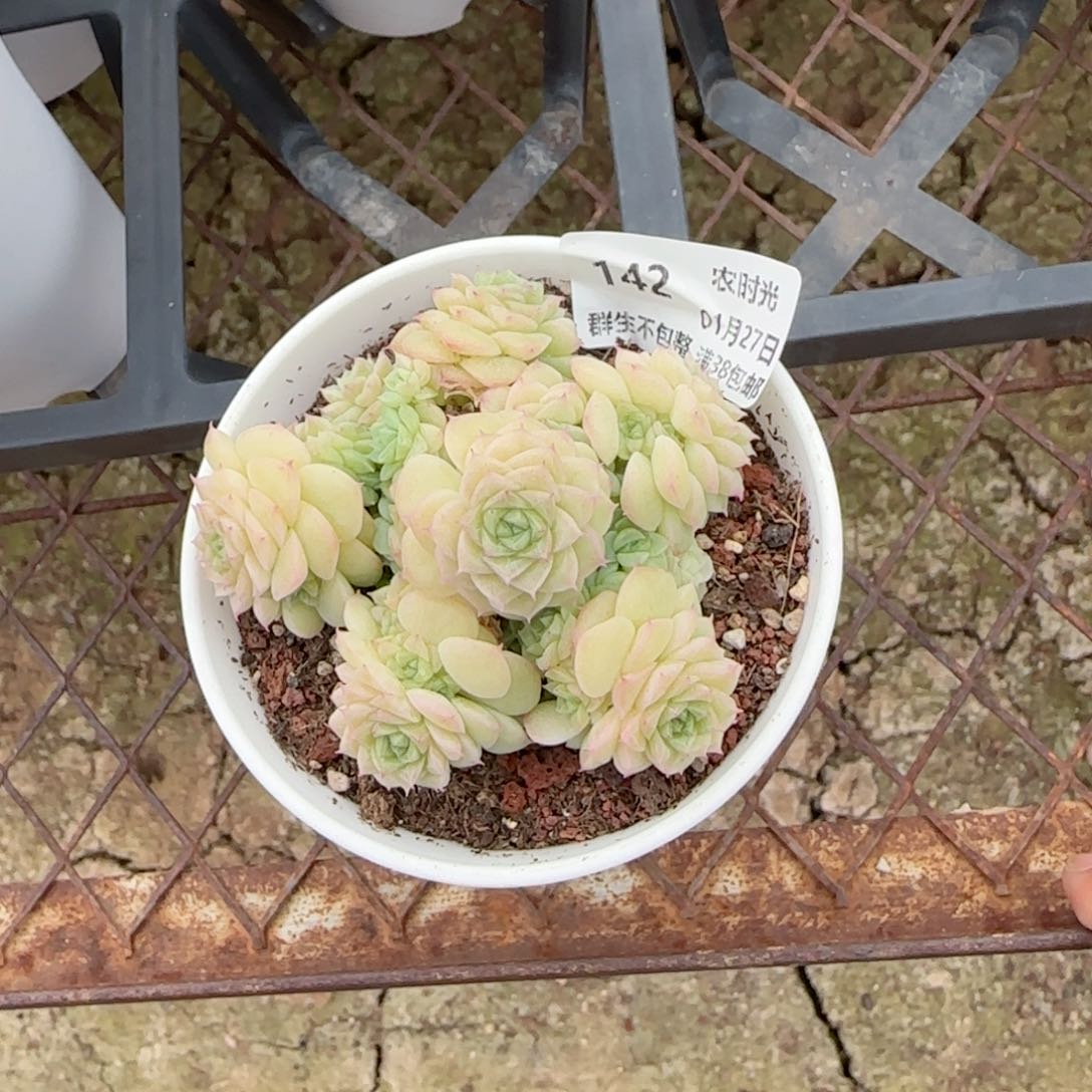 。【闪购商品】0127-142（fm-46）