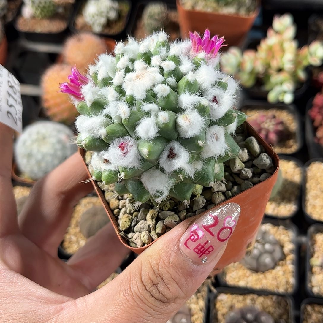 大雪糕单头精品发货带花苞发货