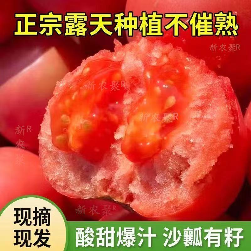 S新鲜种植农家沙瓤漏天种植沙土地农家自种不催熟酸甜爆汁番茄S