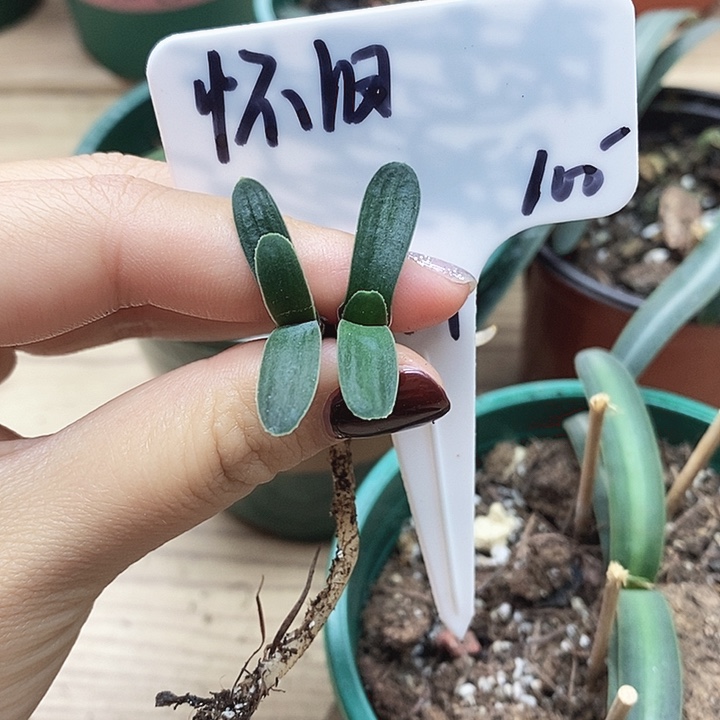 完全开放君子兰君子兰君子兰