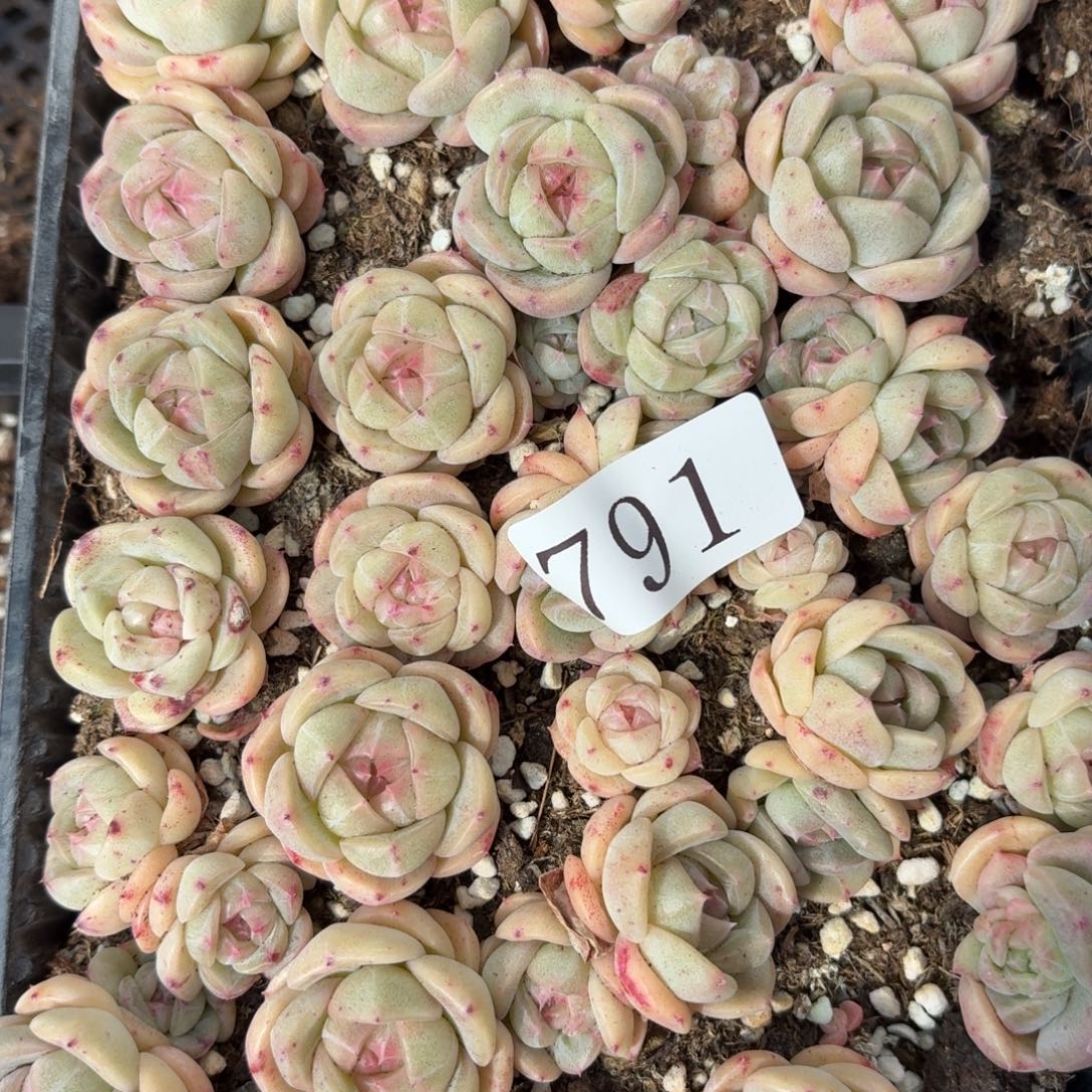 风***悄多肉植物多肉植物791