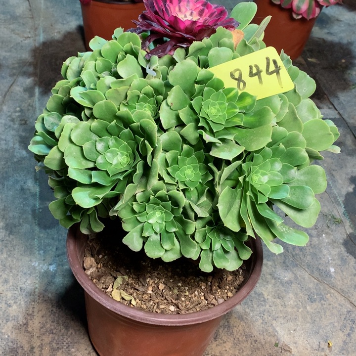 844嫁接多肉一物一拍～