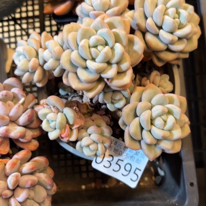 幸运的是我还没遇到你的