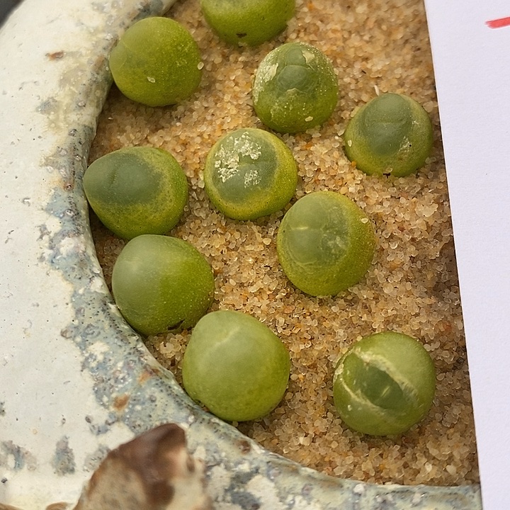 3134紫皮拉登一组。     