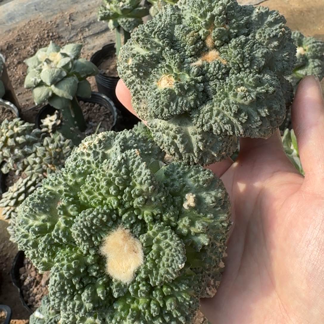 【闪购商品】两颗哥斯拉福利