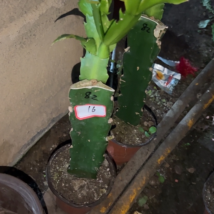 小***儿，16号带盆082花卉大王