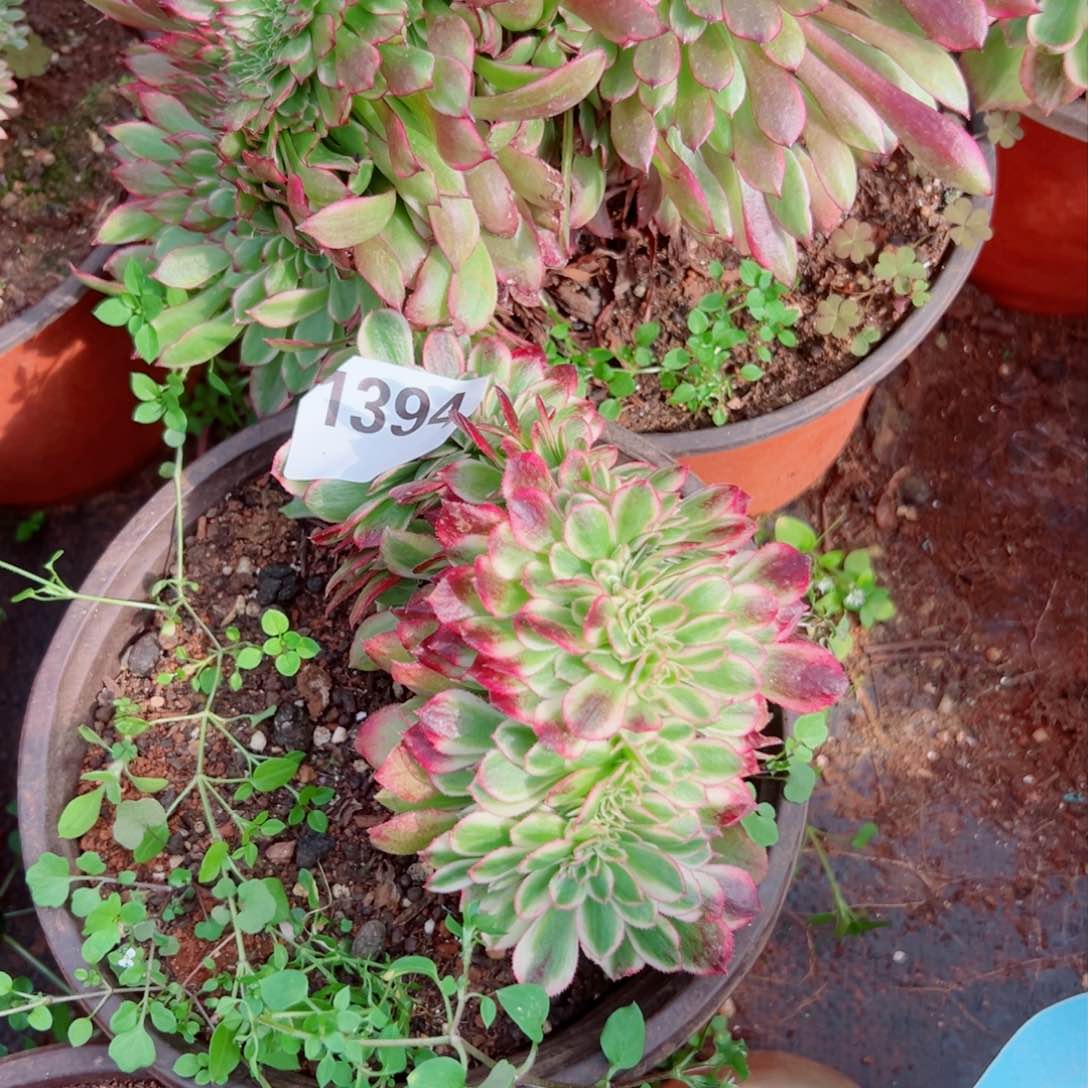 我1394 号多肉法师新年特价