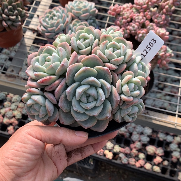 a***娜112563冰玉嗯嗯嗯嗯嗯好