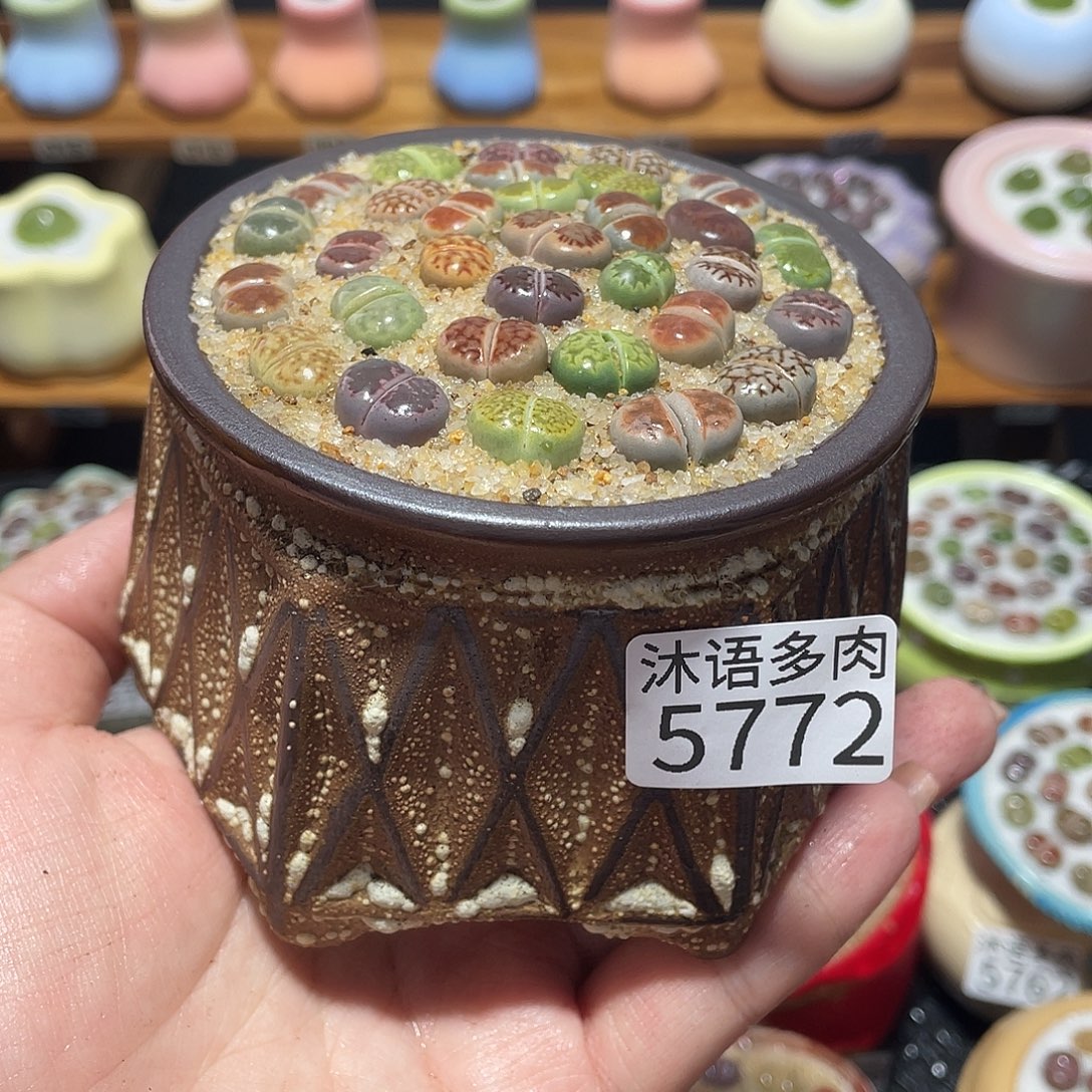 带盆土植物 一物一拍5772