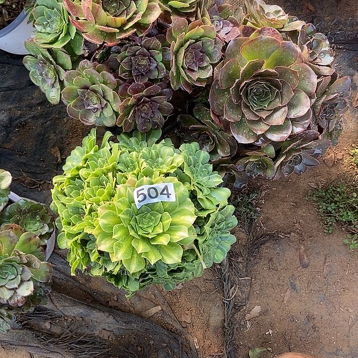 微*?三科多肉不包断多肉裸根504