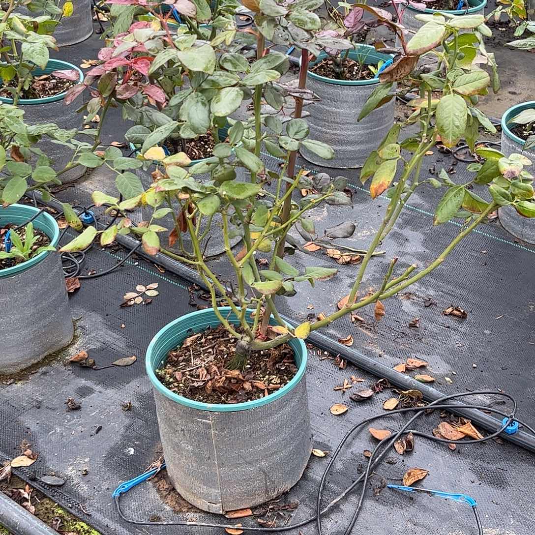 无花朵薛宝钗，1.8加仑土球修剪发货