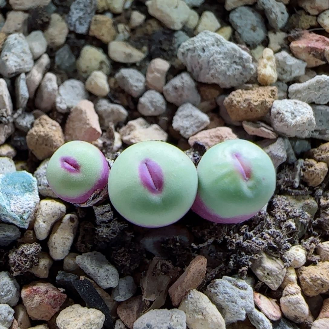 2-2-3-4全场8.8折58包邮小型嘟嘟嘴0.6cm脱土