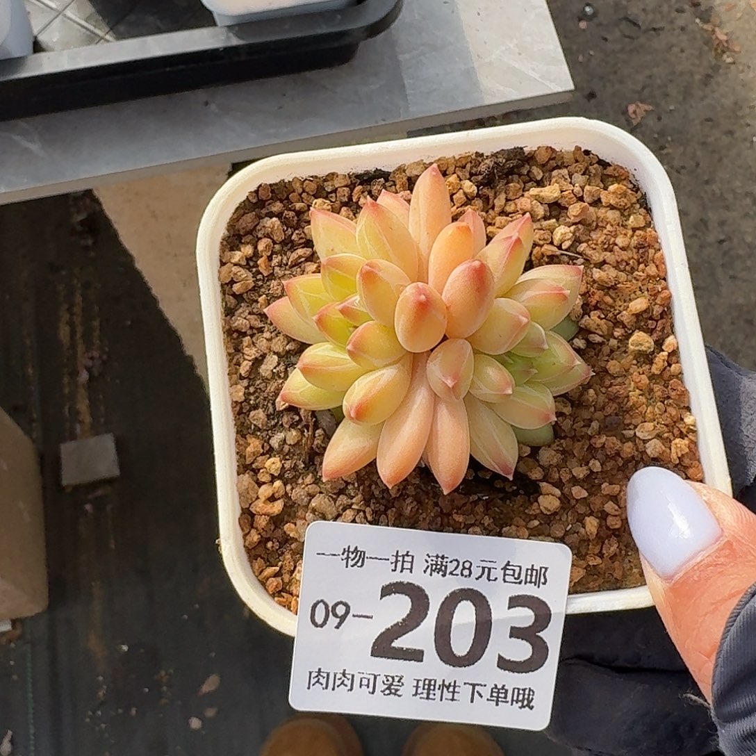 胖体青花瓷无盆土发货无盆