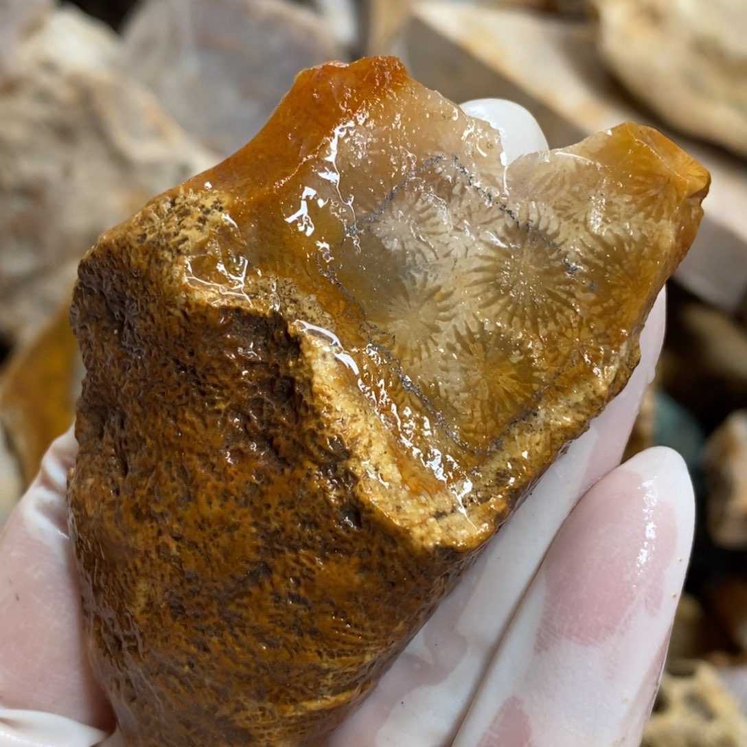 【闪购商品】硅化玉颈饰未镶嵌