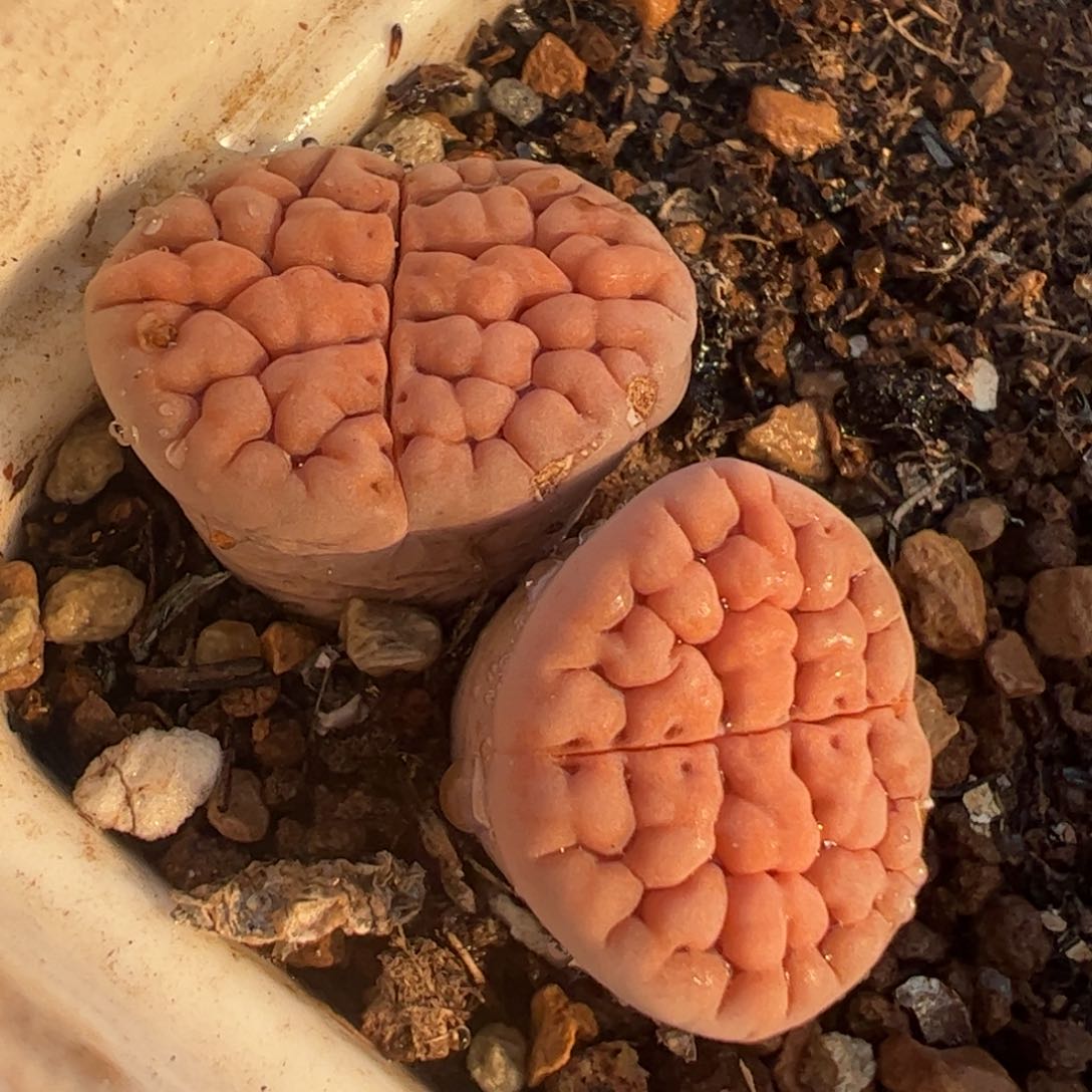 脑纹多肉植物百科2